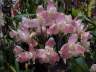 Lycaste Auburn 'Santa Barbara'