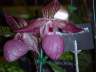 Paph. Gloria Naugle 'Sunstar'