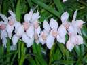 Cymbidium erythrostylum