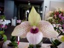 Paph. Lynleigh Koopowitz 'Martha'