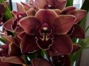 Cym. Ruby Girl 'Chocolate'