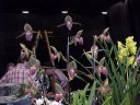 Paph. rothschildianum 'Martha'