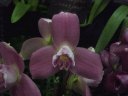 Lycaste Nacama 'Jocelyn'