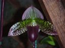 Paph. Macabre