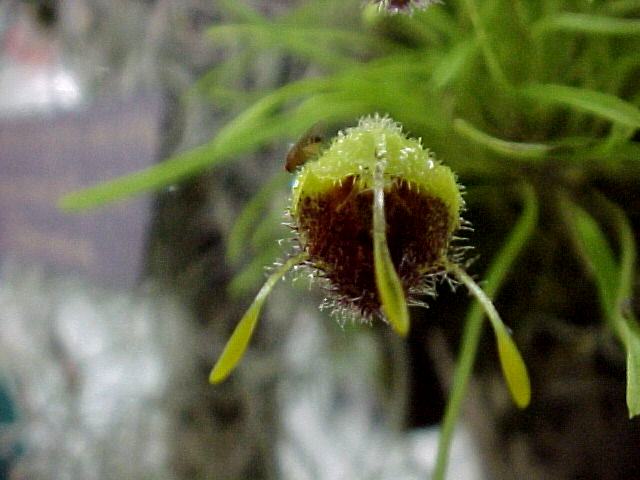 Green Fuzzy Flower