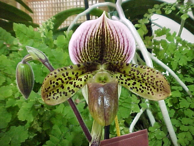 The 1999 San Diego Orchid Fair