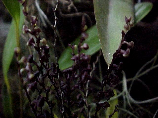 The 1999 San Diego Orchid Fair